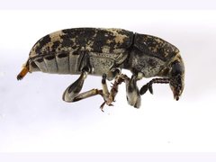 Basitropis