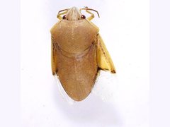 Coleotichus costatus