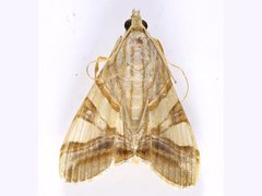 Agrioglypta zelimalis