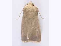 Leucania abdominalis