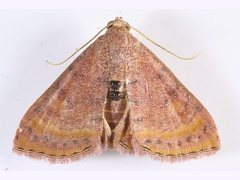 Homodes bracteigutta