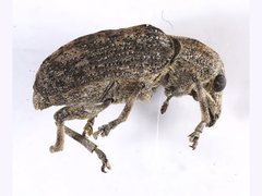 Taburnus