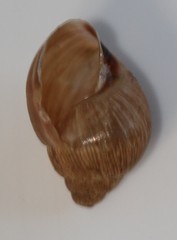 Bothriembryon brazieri