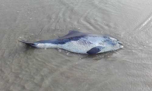 Harbour Porpoise, Zandvoort, NL-NH, NL, photo 7 of 10