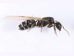 Camponotus mackayensis