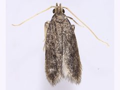 Sarisophora