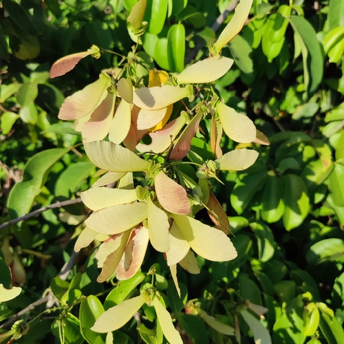 Foto de Pau-pereira