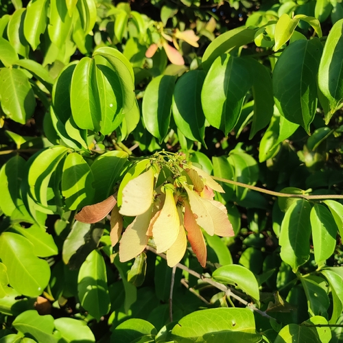 Foto de Pau-pereira