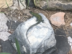 Podarcis muralis nigriventris