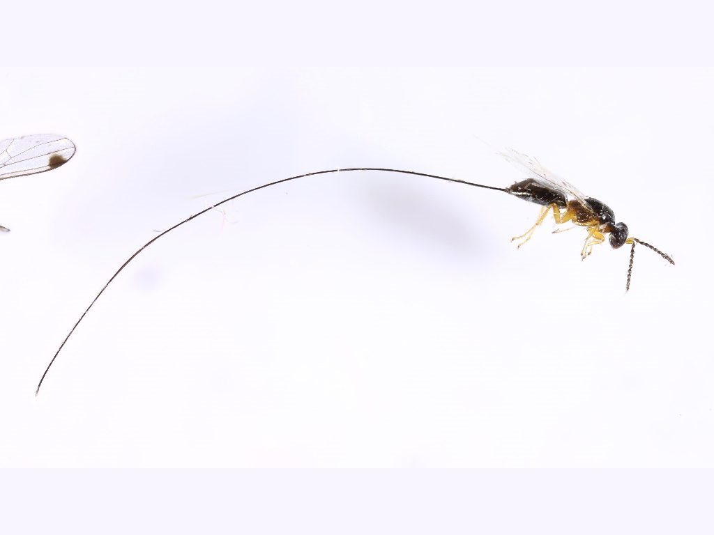 Sycophaginae
