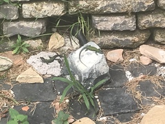 Podarcis muralis nigriventris