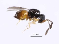 Aphanogmus
