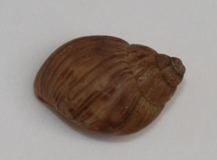 Bothriembryon brazieri