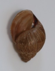 Bothriembryon brazieri