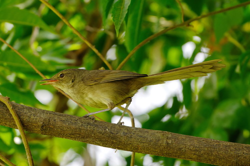Malagasy Brush Warbler (Nesillas typica), photo 5