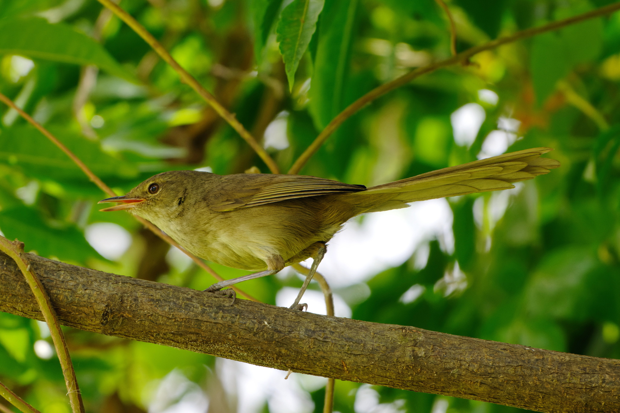 Malagasy Brush Warbler (Nesillas typica), photo 3