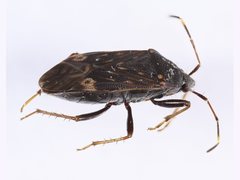 Neolethaeus tenebrosus