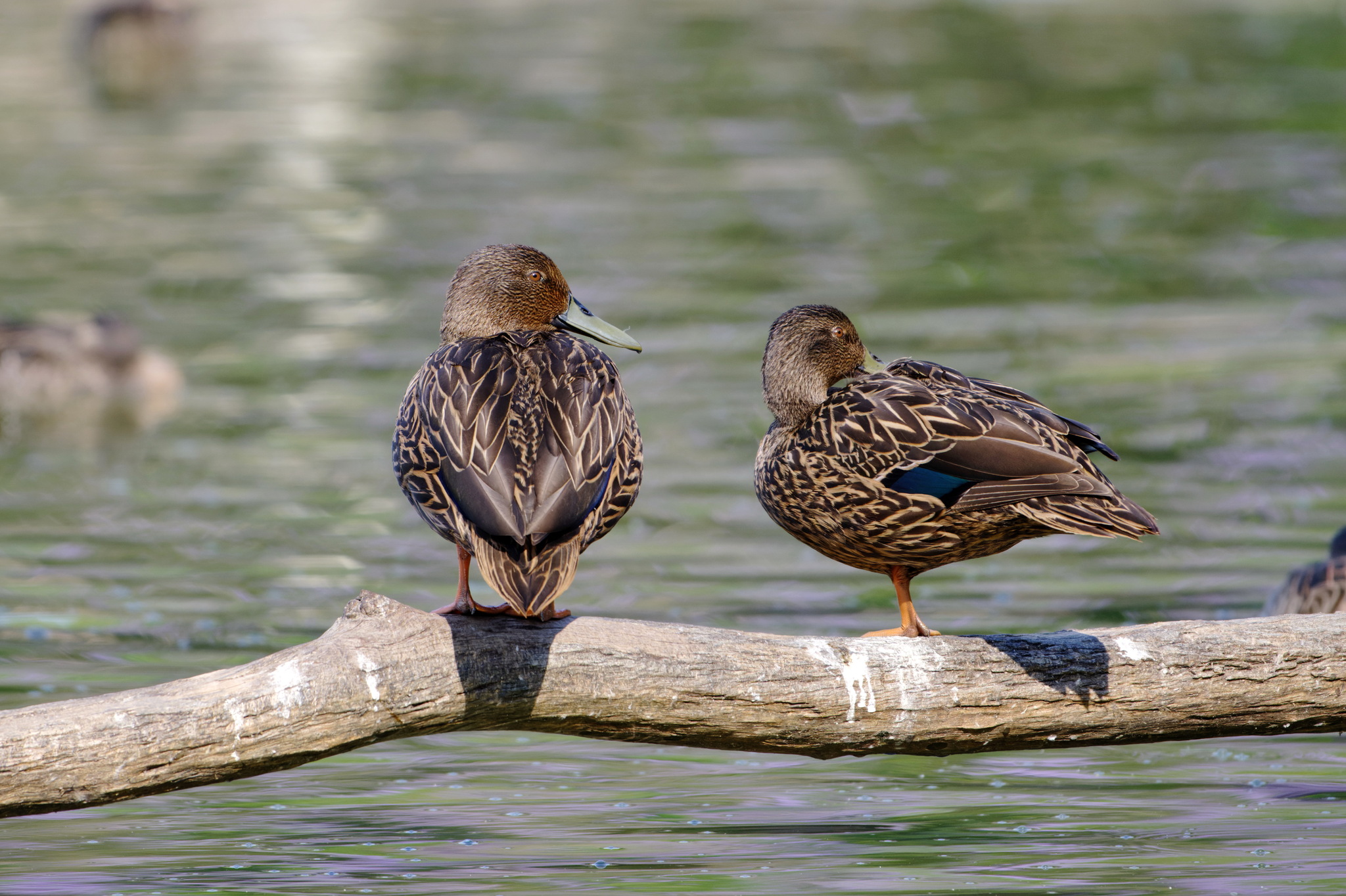 Meller's Duck (Anas melleri), photo 1