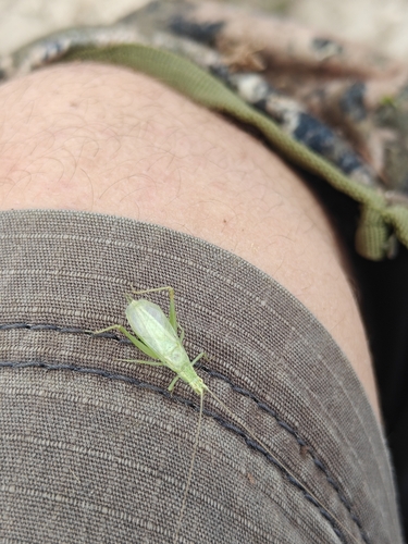 Fast-calling tree cricket photo 2