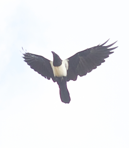 Pied Crow