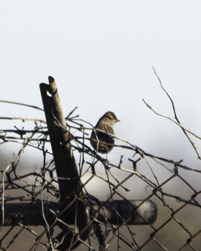 White-crowned Sparrow photographed in Alabama