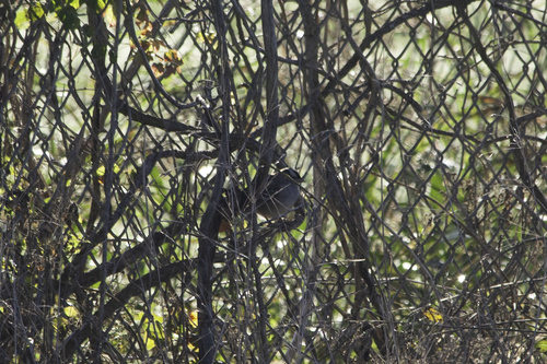 White-crowned Sparrow photographed in Alabama