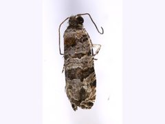 Lobesia peltophora