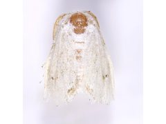 Niphopyralis chionesis