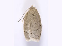 Brachynemata restricta