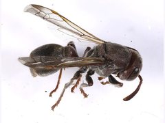 Ropalidia revolutionalis