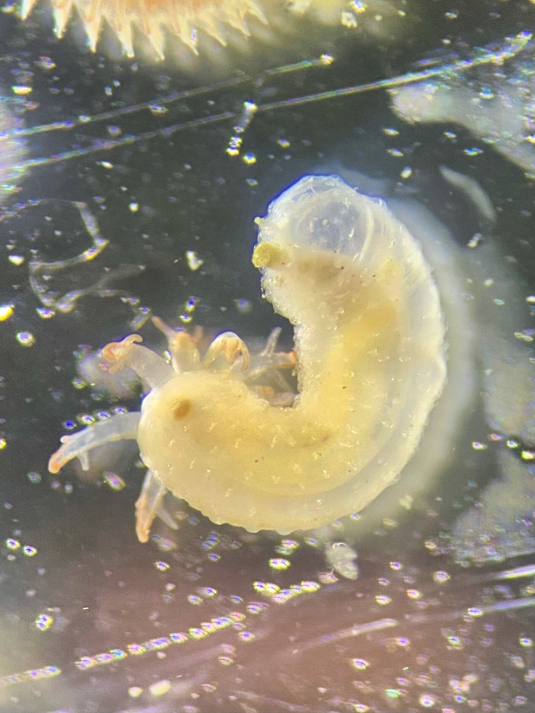 Myriotrochus vitreus
