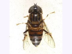 Eristalinus aurulans