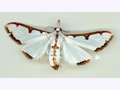 Cirrhochrista aetherialis