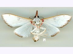 Cirrhochrista aetherialis