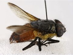 Stomorhina xanthogaster