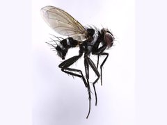 Trigonospila cingulata