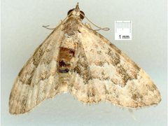 Gymnoscelis lophopus