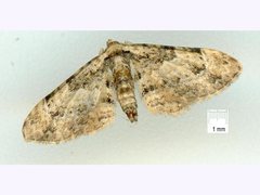 Gymnoscelis delocyma