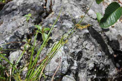 Trichophorum analecta