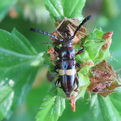 Lissonotus flavocinctus (Lissonotus flavocinctus)