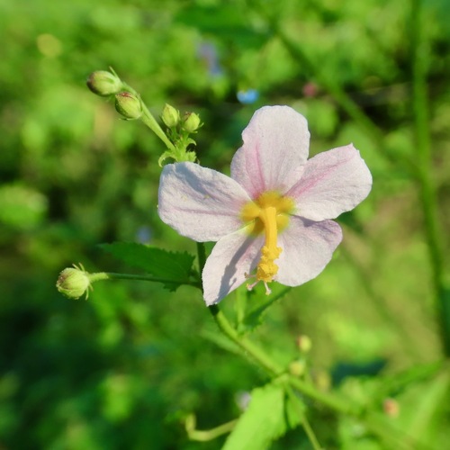 White Fenrose (Kosteletzkya depressa)
