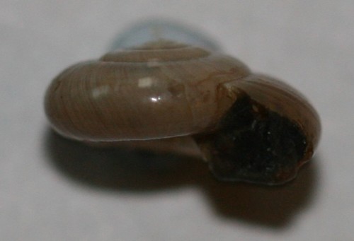Garlic Snail