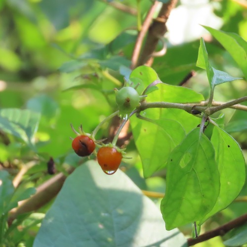 Lycianthes lenta (Lycianthes lenta)