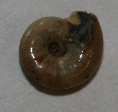 Garlic Snail