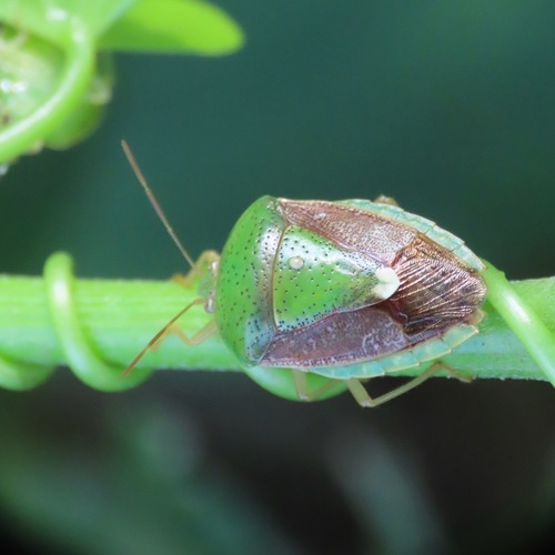 Ascra bifida (Ascra bifida)