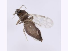 Culicoides