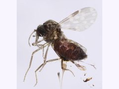 Culicoides