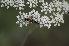 Strangalia attenuata