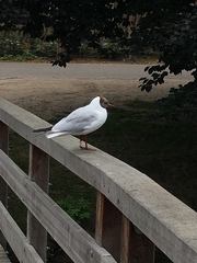 Chroicocephalus ridibundus