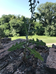 Lactuca serriola